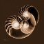 Picture of SEPIA NAUTILUS 2