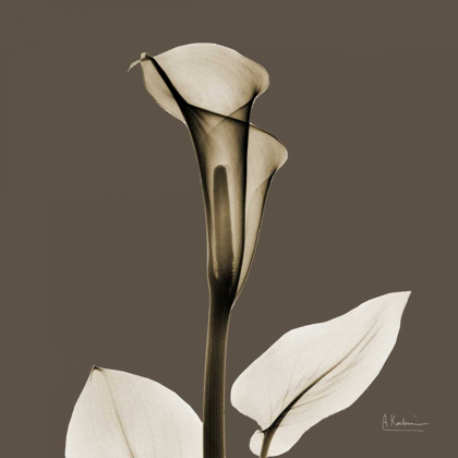 Picture of SLATE CALLA