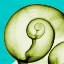 Picture of MOON SNAIL