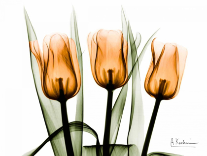 Picture of TULIPS ORANGE