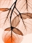 Picture of ORANGE EUCALYPTUS