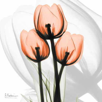 Picture of ORANGE TULIPS