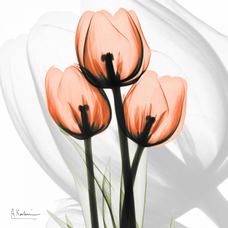 Picture of ORANGE TULIPS