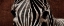 Picture of ZEBRA EYES