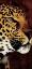Picture of LEOPARD