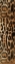 Picture of ANIMAL PRINT1