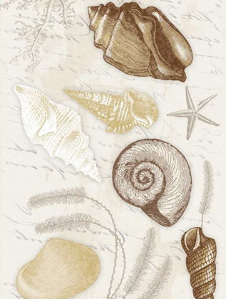 Picture of SHELLS MATE