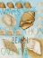Picture of SHELL COLLAGE