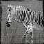Picture of ZEBRA WALK