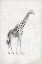 Picture of GIRAFFE