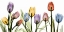 Picture of TULIPSCAPE