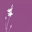 Picture of SIMLE FLORALS 5