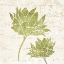 Picture of HAND WRITING FLOWER II
