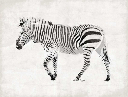 Picture of ZEBRA