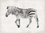 Picture of ZEBRA