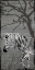 Picture of GREY ZEBRA