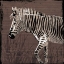 Picture of ZEBRA WALK BROWN