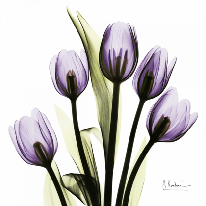 Picture of TULIPIMAGINE