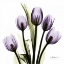 Picture of TULIPIMAGINE