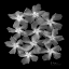 Picture of OLEANDER X-RAY