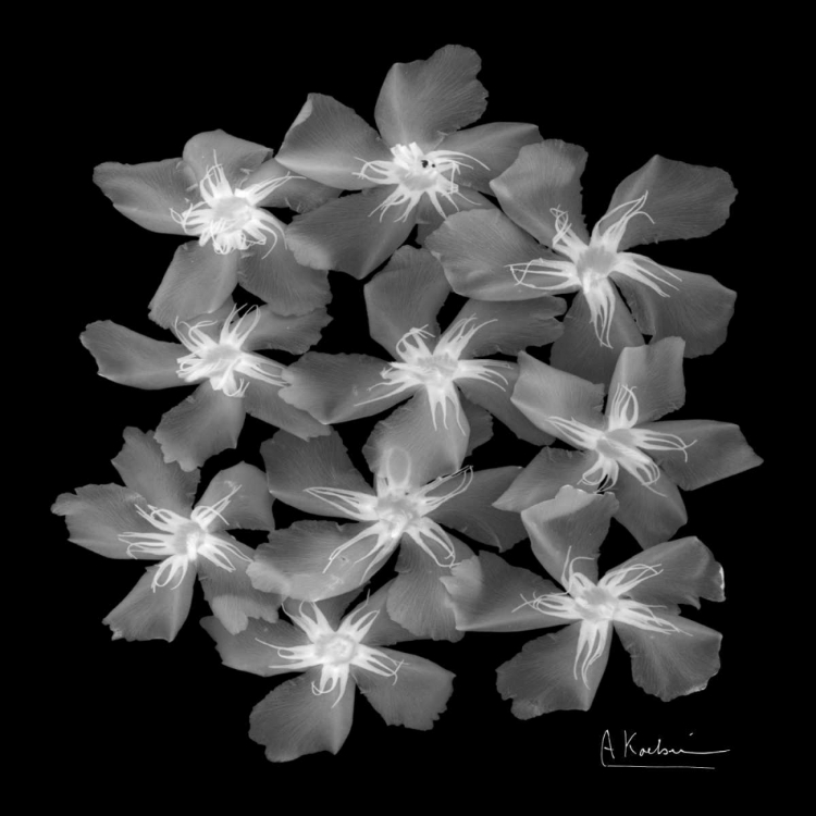 Picture of OLEANDER X-RAY