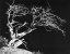 Picture of BODI TREE
