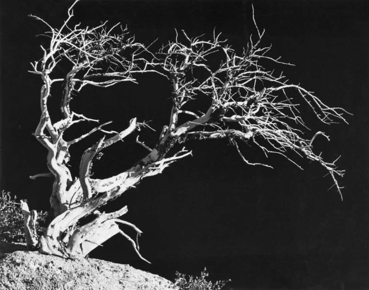 Picture of BODI TREE