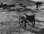 Picture of BODI WHEELBARROW 2