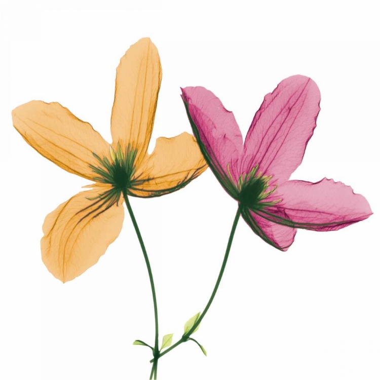 Picture of TWO CLEMATIS