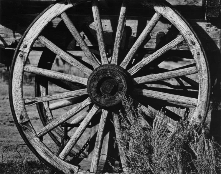 Picture of BODI WHEEL