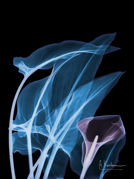 Picture of BLUE PURPLE CALLA