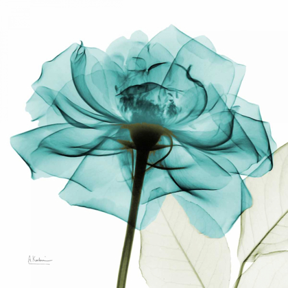 Picture of TEAL ROSE