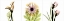 Picture of PINK FLORAL TRYP TYCH III