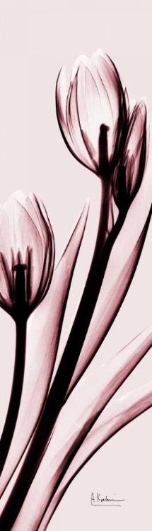 Picture of TULIP ON PINK