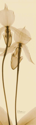 Picture of ORCHID BROWN ON BEIGE 2