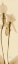 Picture of ORCHID BROWN ON BEIGE 2