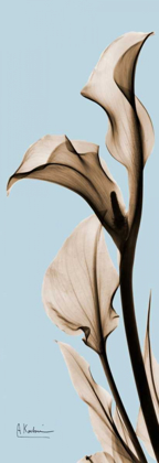 Picture of CALLA LILY