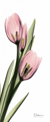 Picture of TULIPS IN PINK
