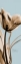 Picture of TULIP BROWN ON BLUE 2