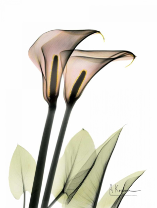 Picture of CALLA LILY PAIR