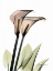 Picture of CALLA LILY PAIR