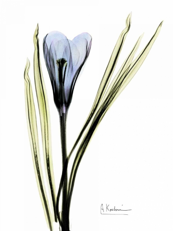 Picture of CROCUS IN BLUE