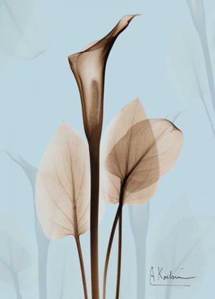 Picture of CALLA LILY BROWN ON BLUE 2