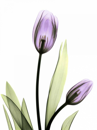 Picture of PURPLE TULIPS