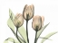 Picture of TULIPS THREE IN COLOR