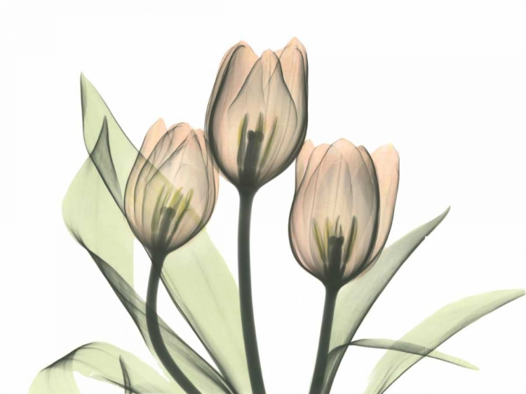 Picture of TULIPS THREE IN COLOR