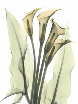Picture of CALLA LILY BUNCH IN COLOR