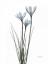 Picture of WHITE RAIN LILY