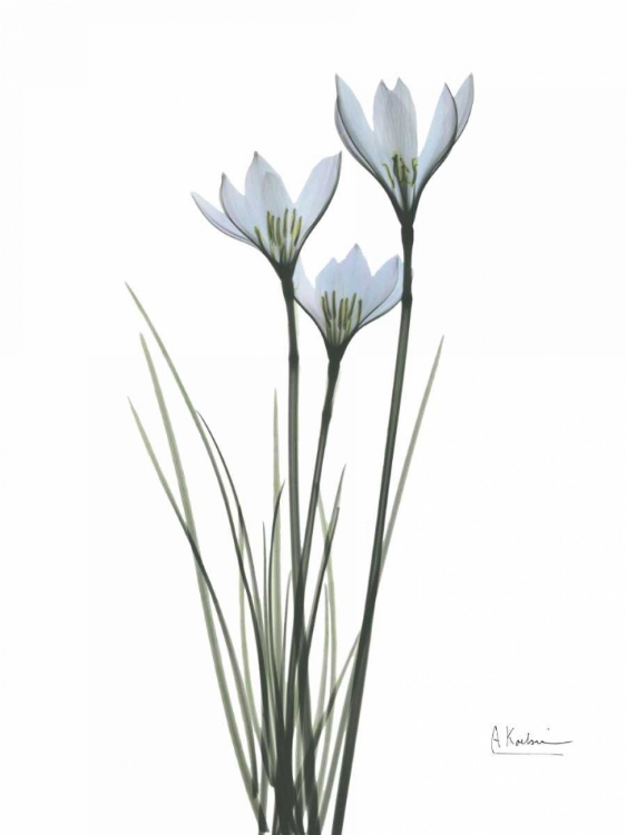 Picture of WHITE RAIN LILY