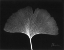 Picture of GINKGO SINGLE LEAF  CLOSE UP ON BLACK